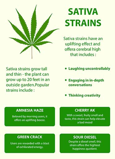 Sativa Strains of Cannabis