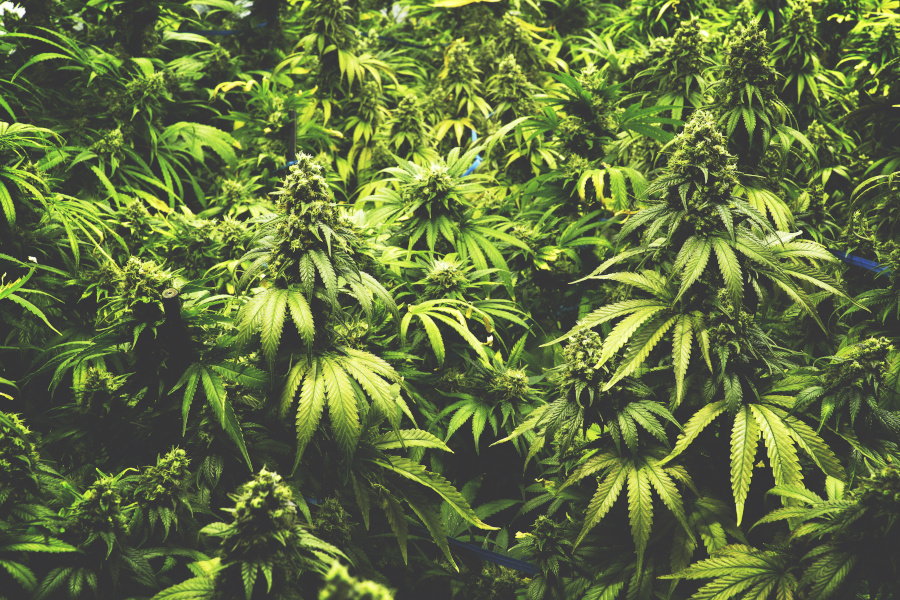 What is Indica Cannabis
