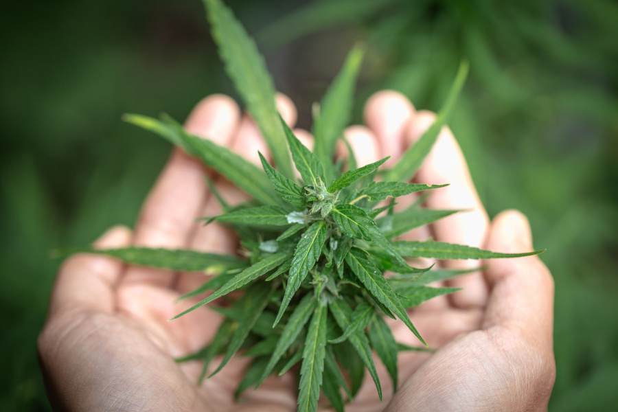 two hands holding Sativa Cannabis flower